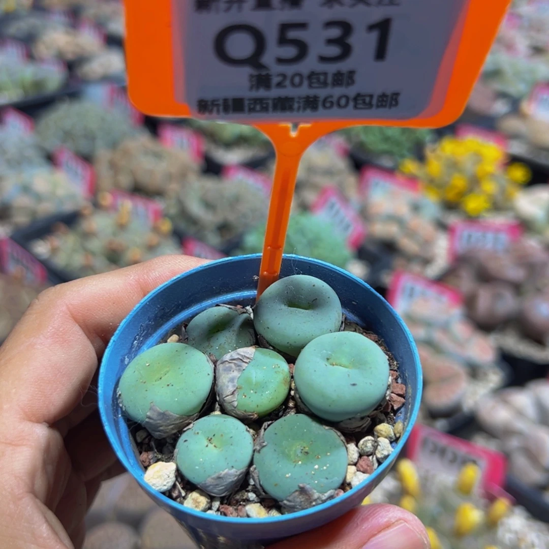 531 一物一拍，默认有伤，介意勿拍，不退不换