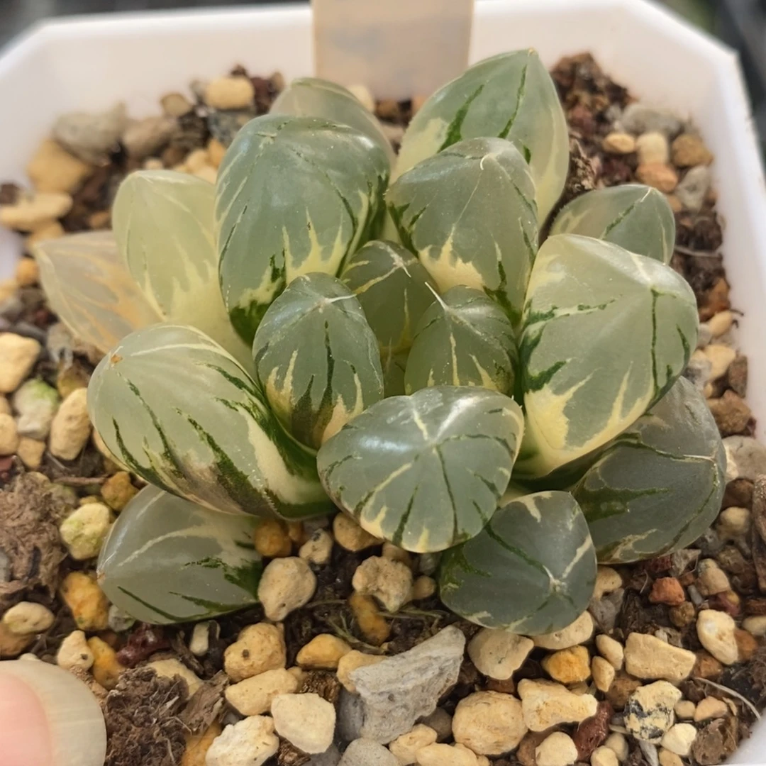 732水晶玉露锦一物一拍