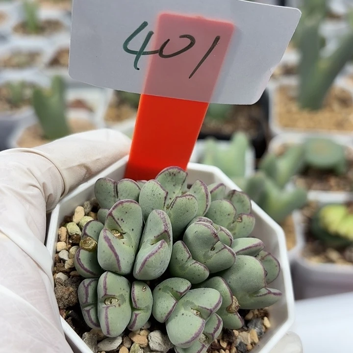 苹果手机没带身上