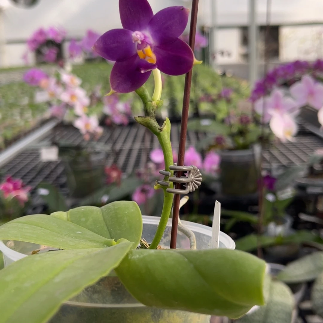 大部分花苞少量开放JG2353 编号819