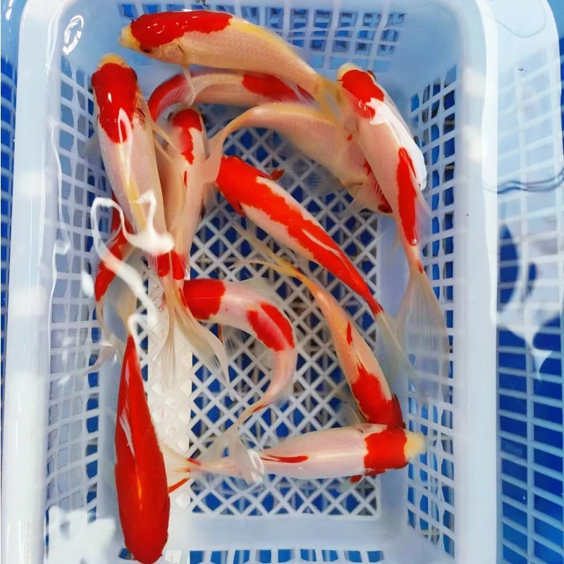 【红白樱花10-12公分8条】好养冷水鱼耐活皮实