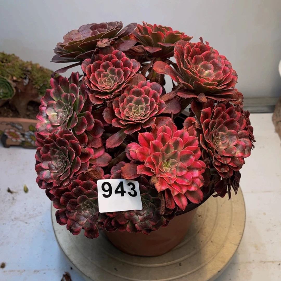 多肉植物油墨画943