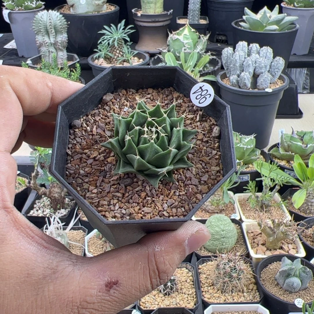 帝冠实生4一物一拍