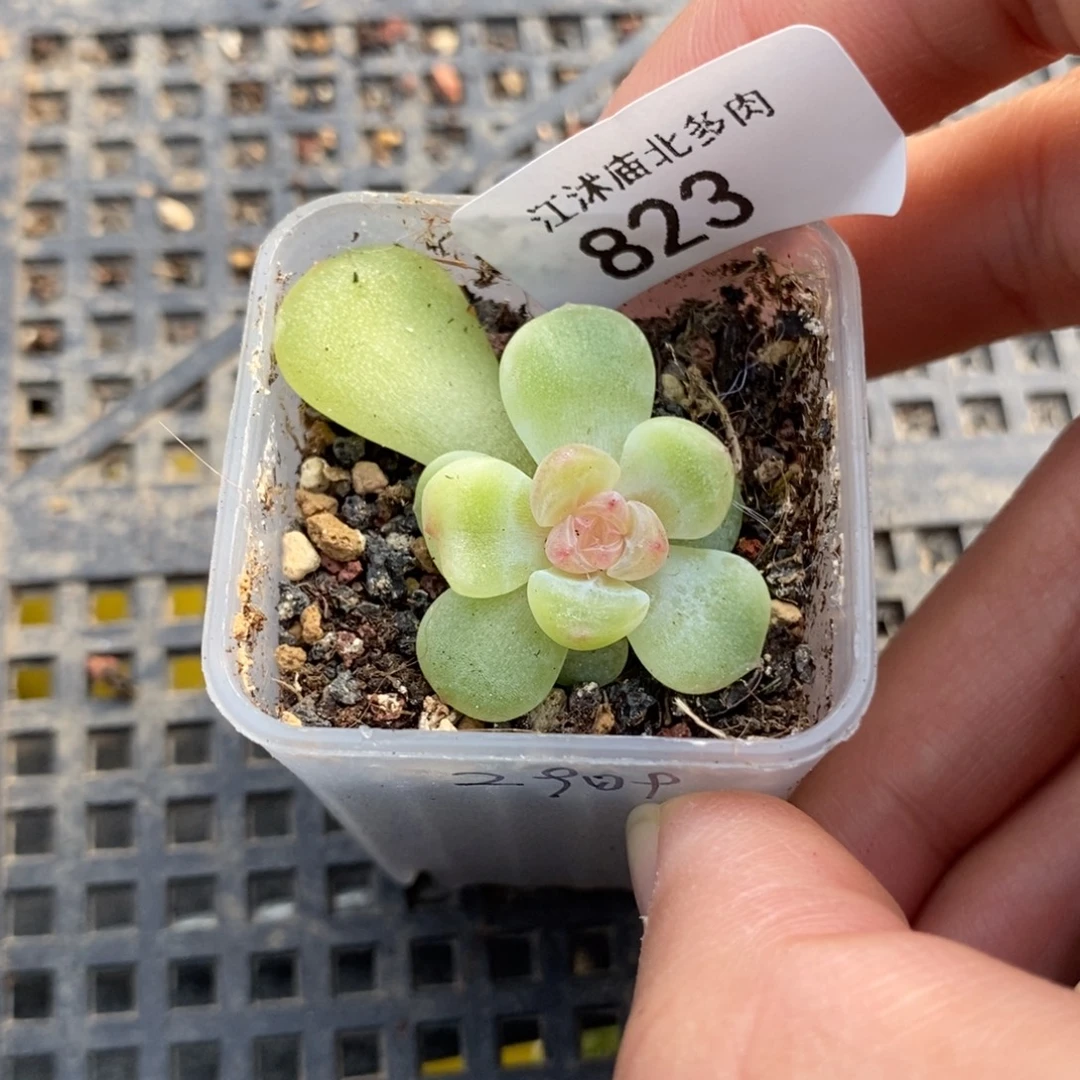 标823甜心2909一个多肉