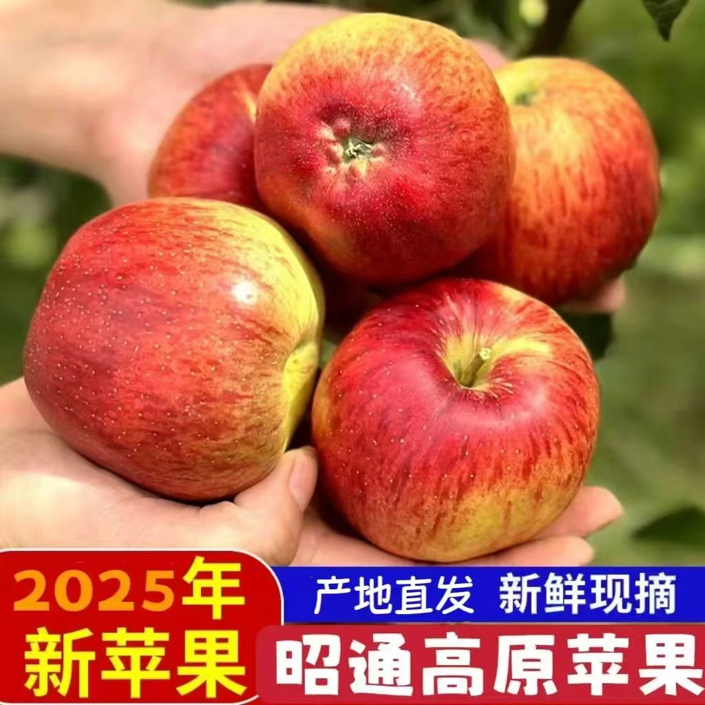 L-正宗云南高山昭通红露丑苹果新鲜当季果园现摘现发