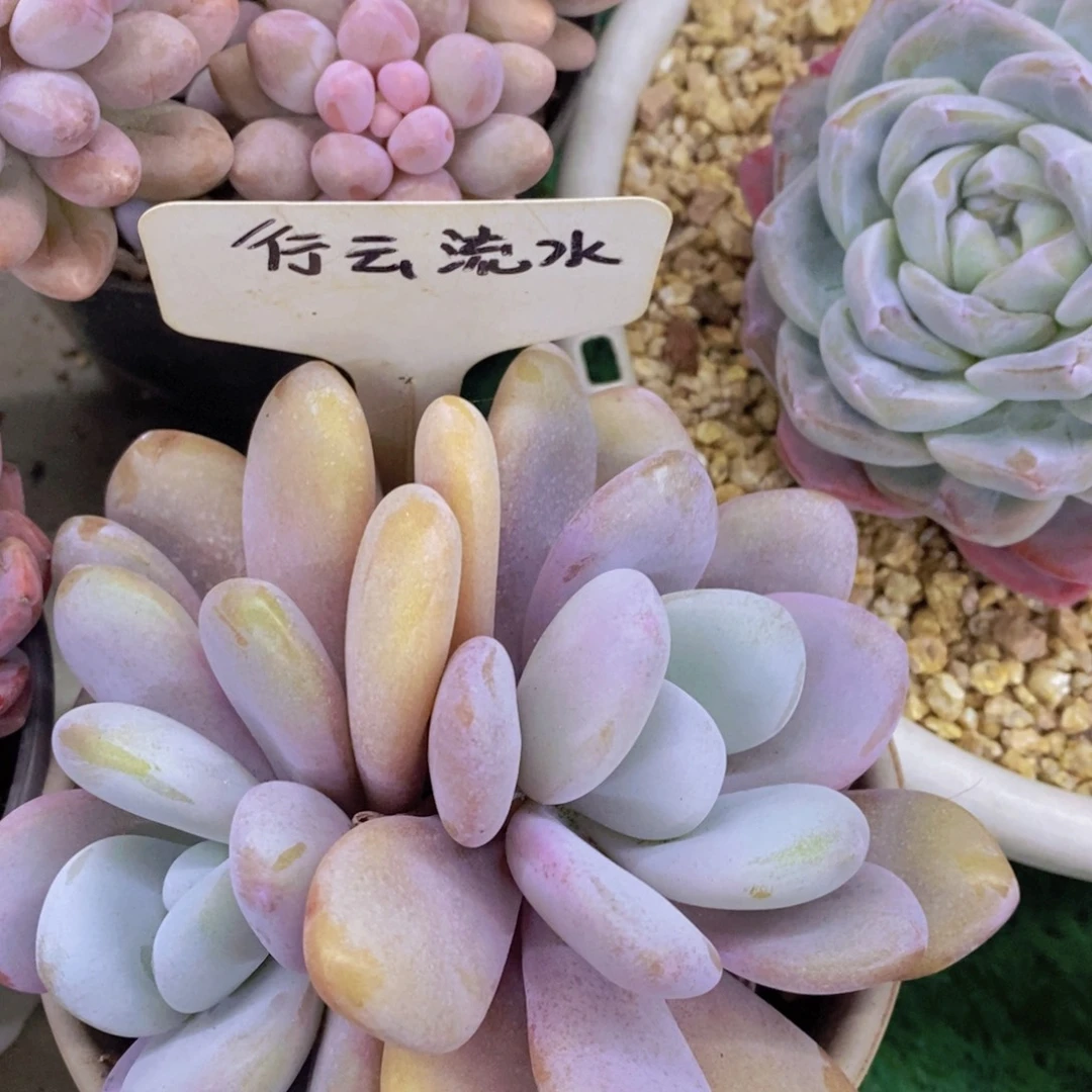 精品多肉，一物一拍，清