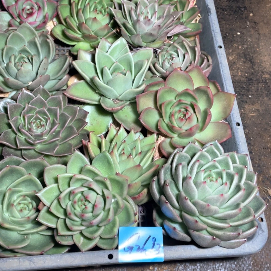 多***懂一筐特价福利不售后2693