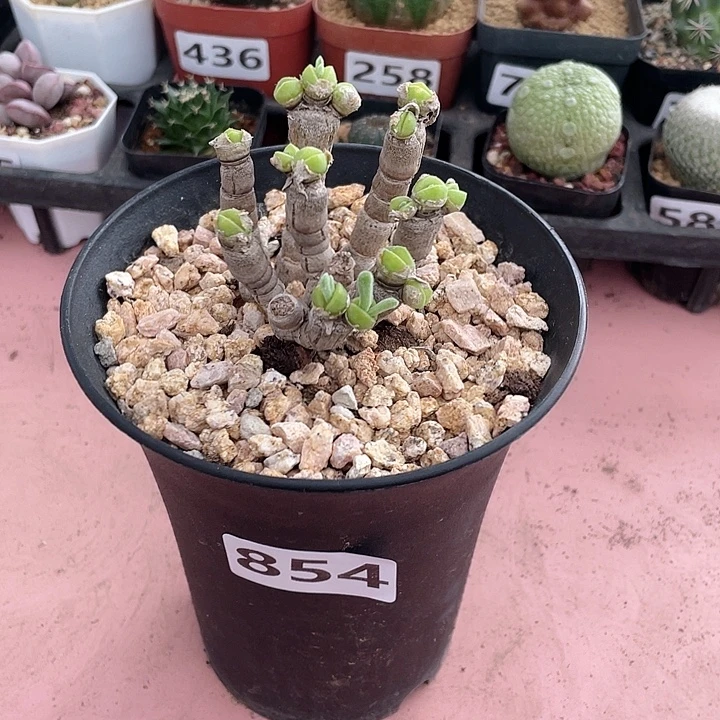 854碧光环老桩兔子