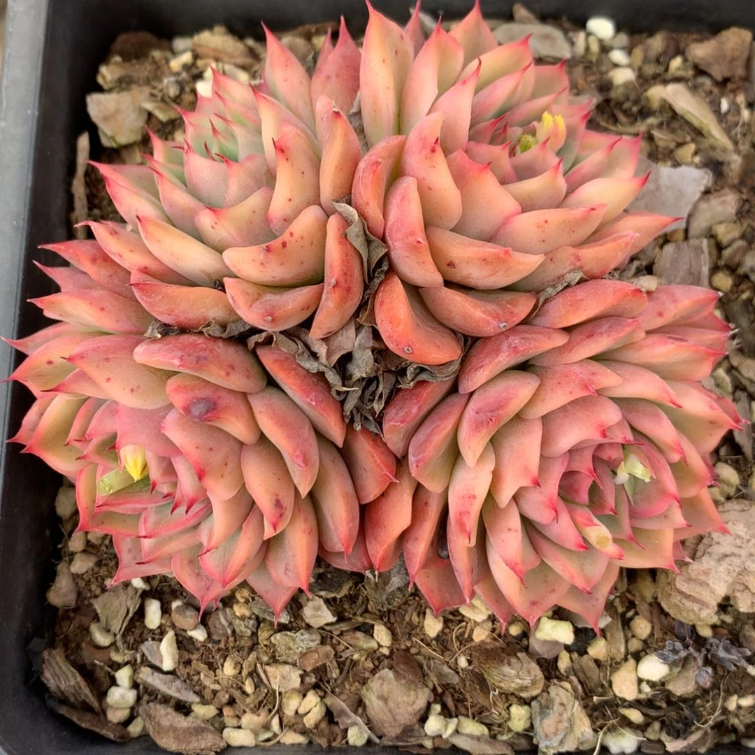 7678杂交多肉老桩