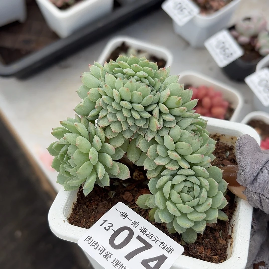 小粉梅缀化无盆土发货无盆