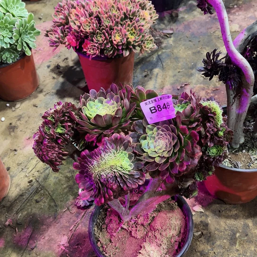 李****部多肉846嘉年华缀化