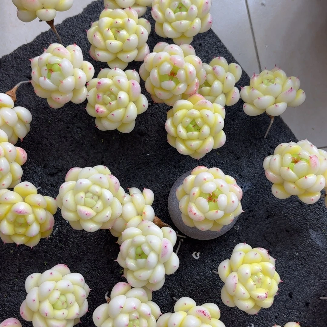 树脂制品12号送盆噢噢噢哦哦