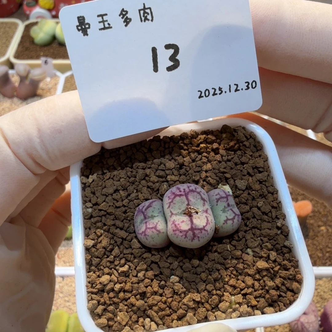 多肉多肉多肉12.30-013 超猴杂白花紫猴