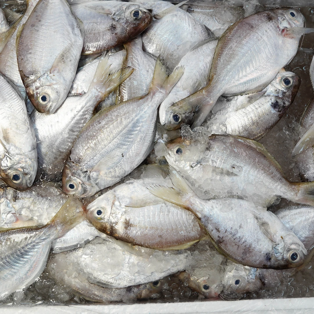 本港南鲳鱼乌脐新鲜海鱼海鲜生鲜水产品肉质鲜嫩美味海鲜鲜活水产