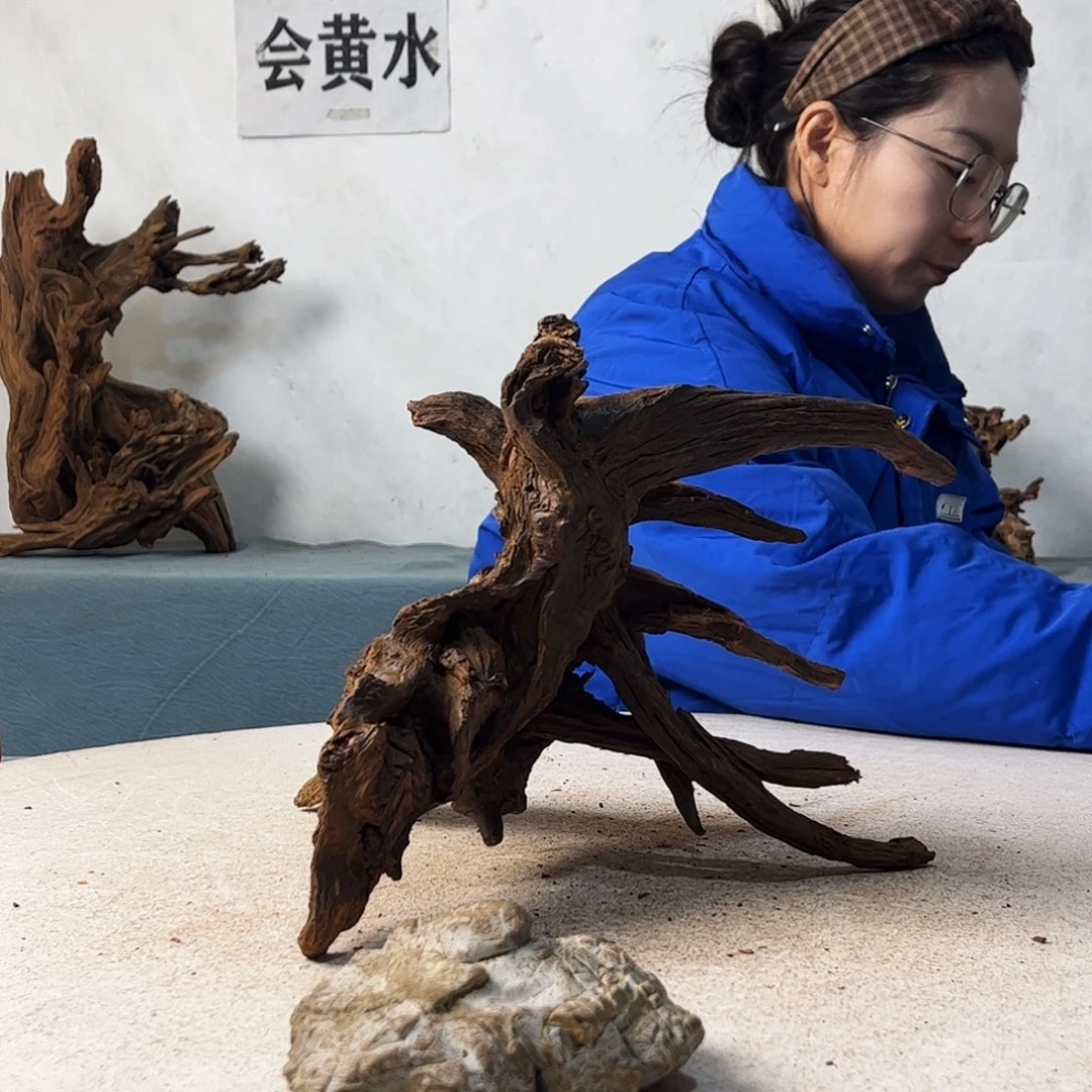 沉木鱼缸造景寄居蟹