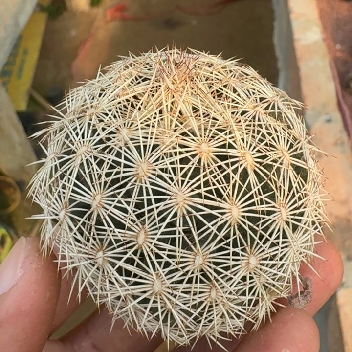 密刺海胆丸无根66666