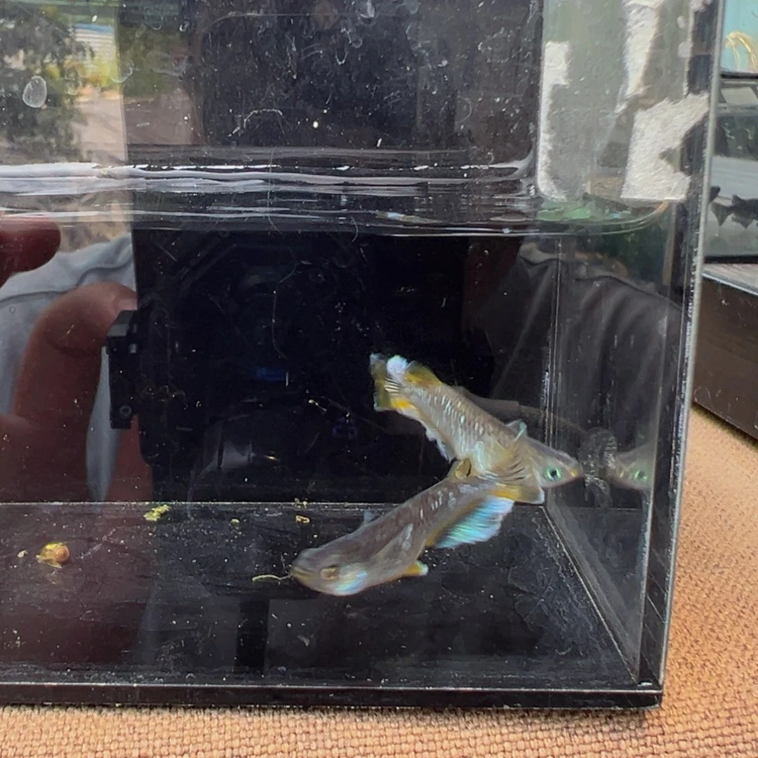 青鳉奶酪成鱼一对3㎝