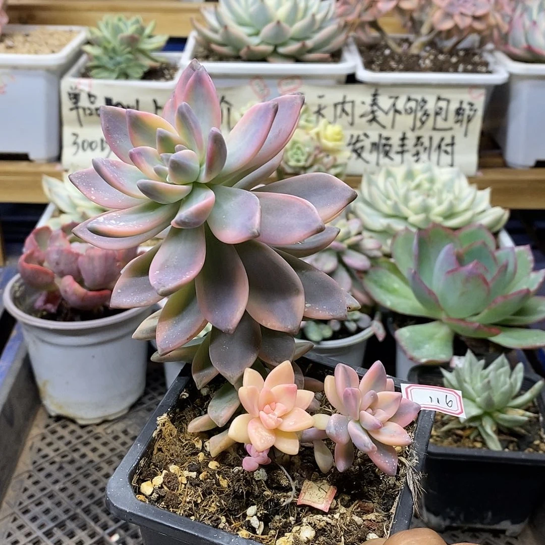 13116 淡雪锦自然群