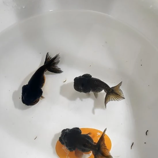金鱼武汉猫狮金鱼当岁压成一组