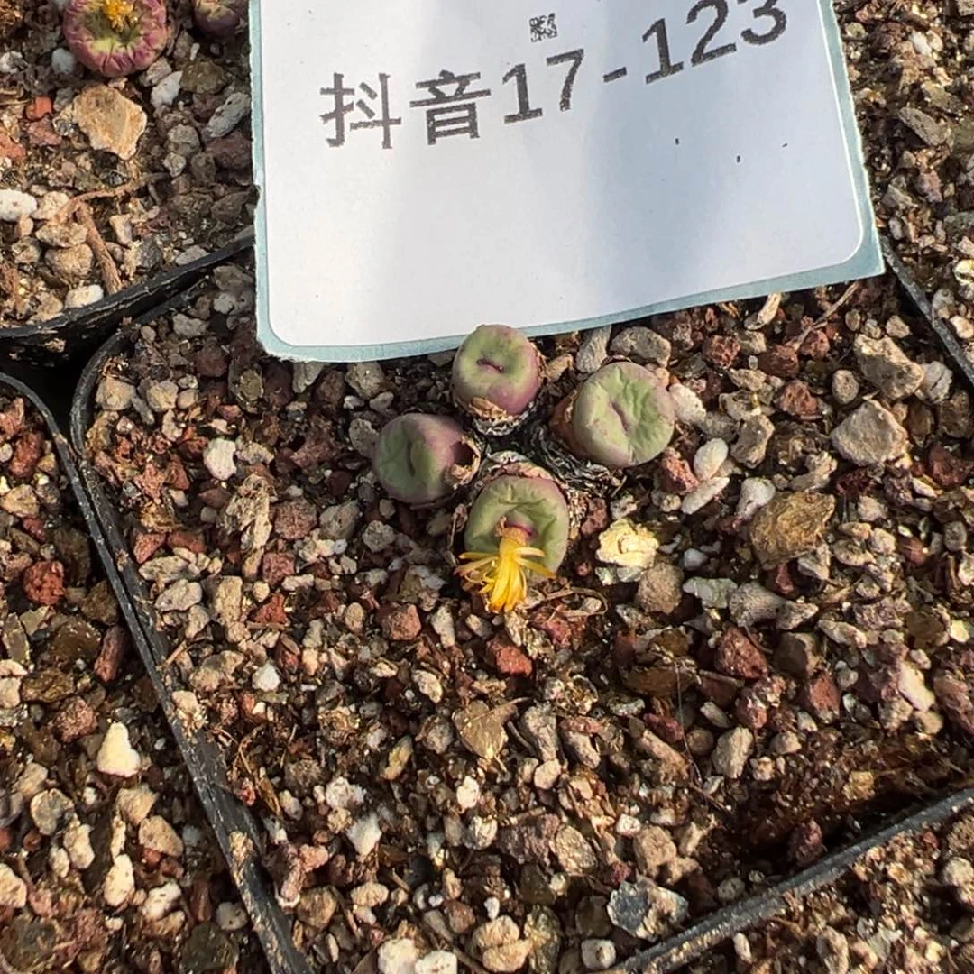B***一17-123肉锥多肉植物大战