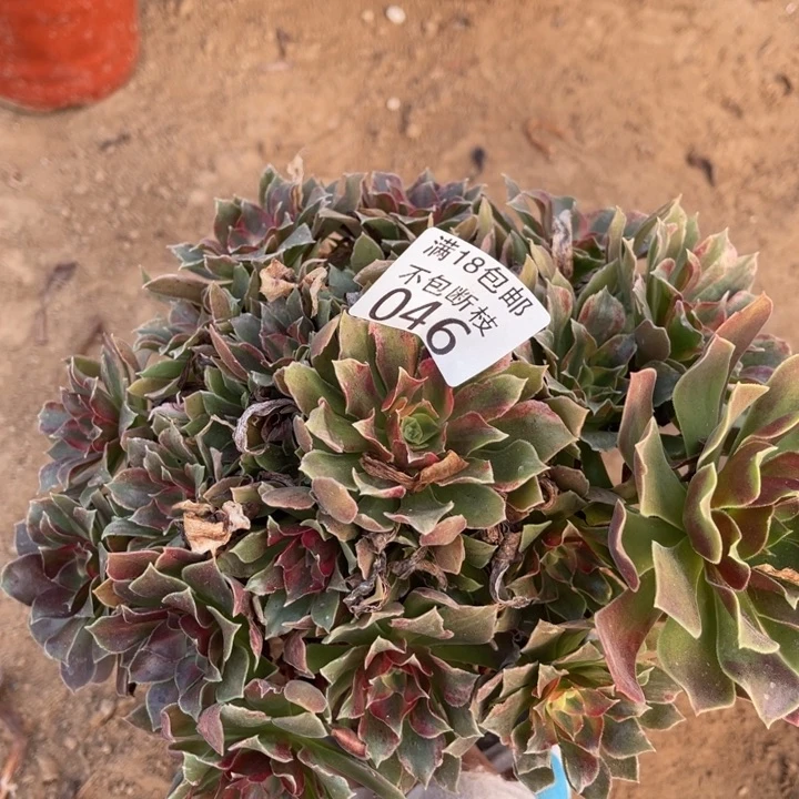 046光辉七彩手捧1北法师