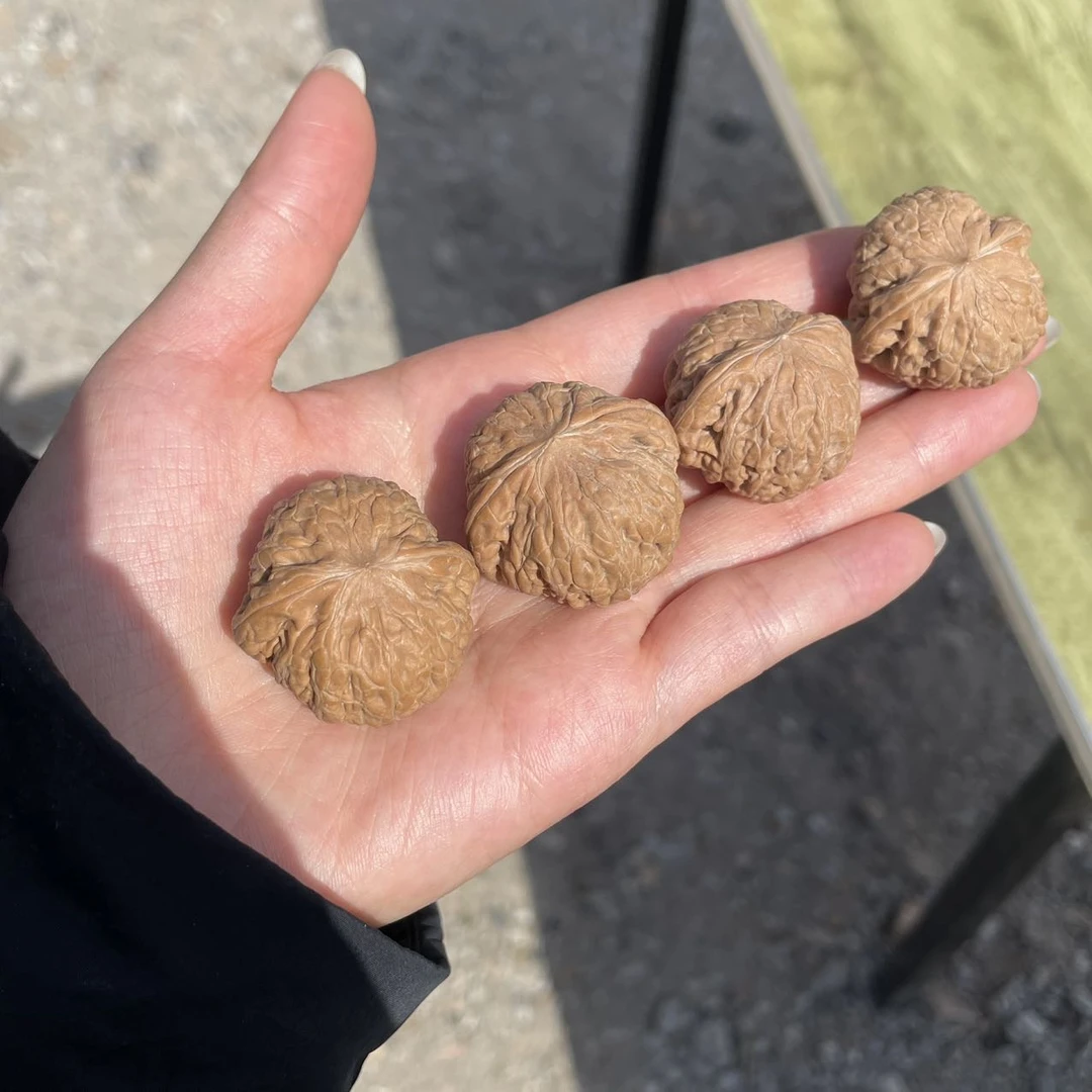 【刘云天专属】YT44216-全品核桃铁锤-多样性发一件-30mm