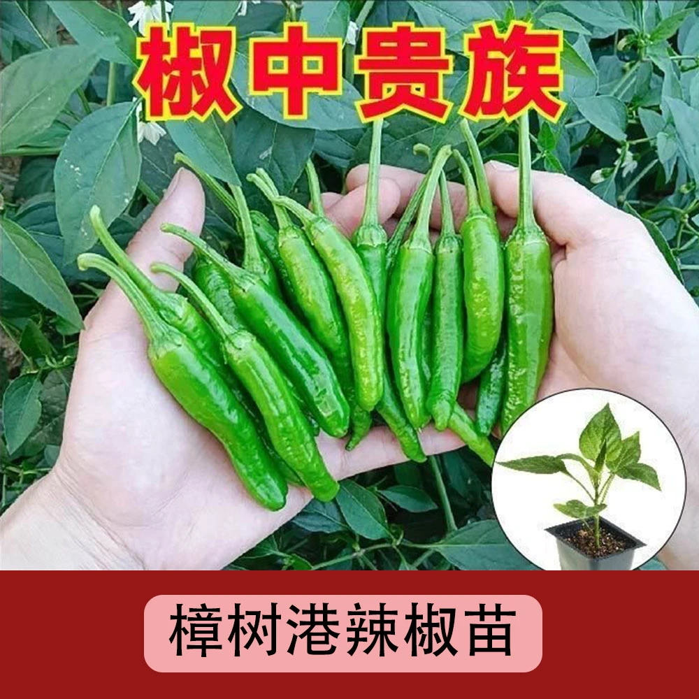 【樟树港辣椒苗】高产香脆超辣超天椒软香薄皮椒香辣美人椒苗