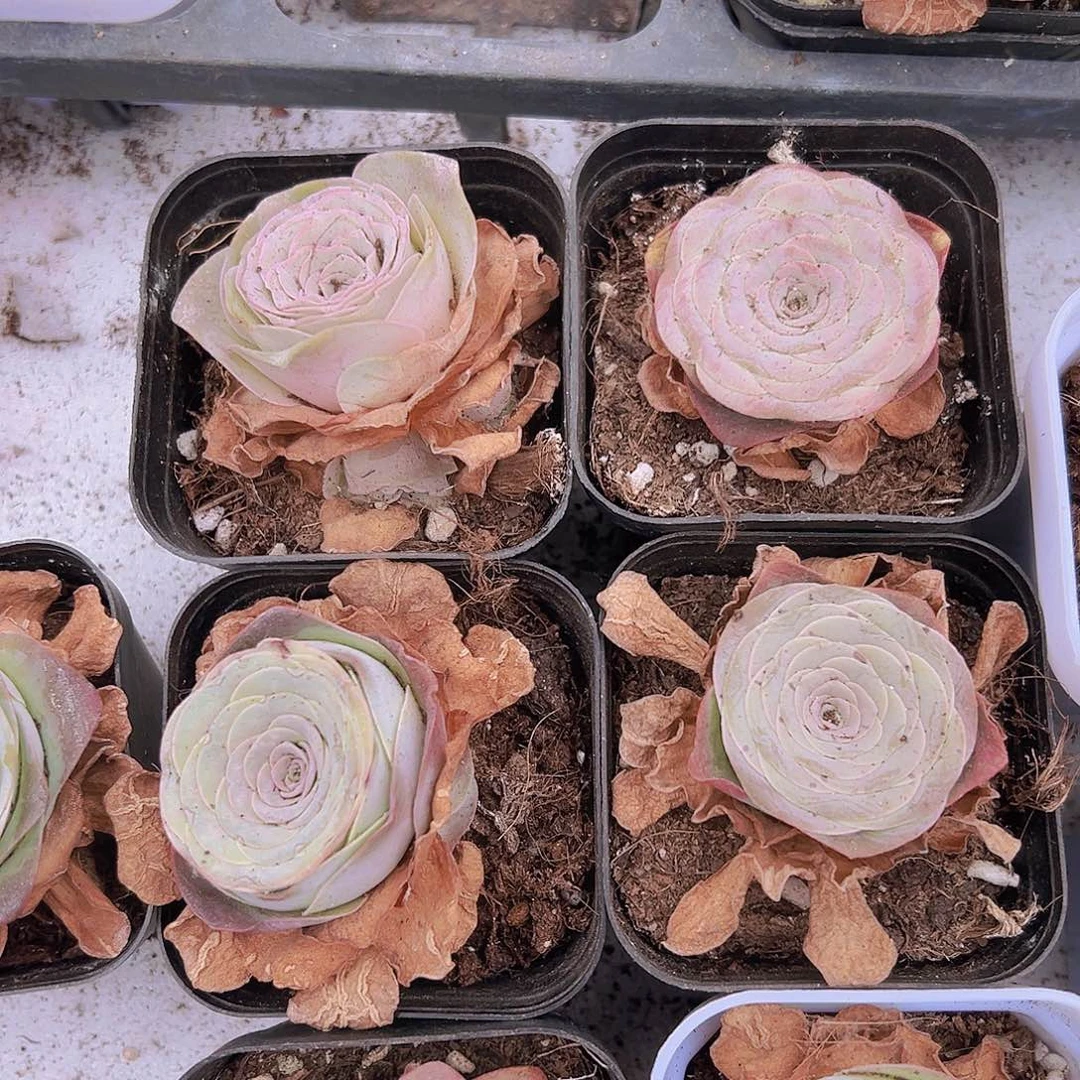 边线5盆带土带盆玫瑰