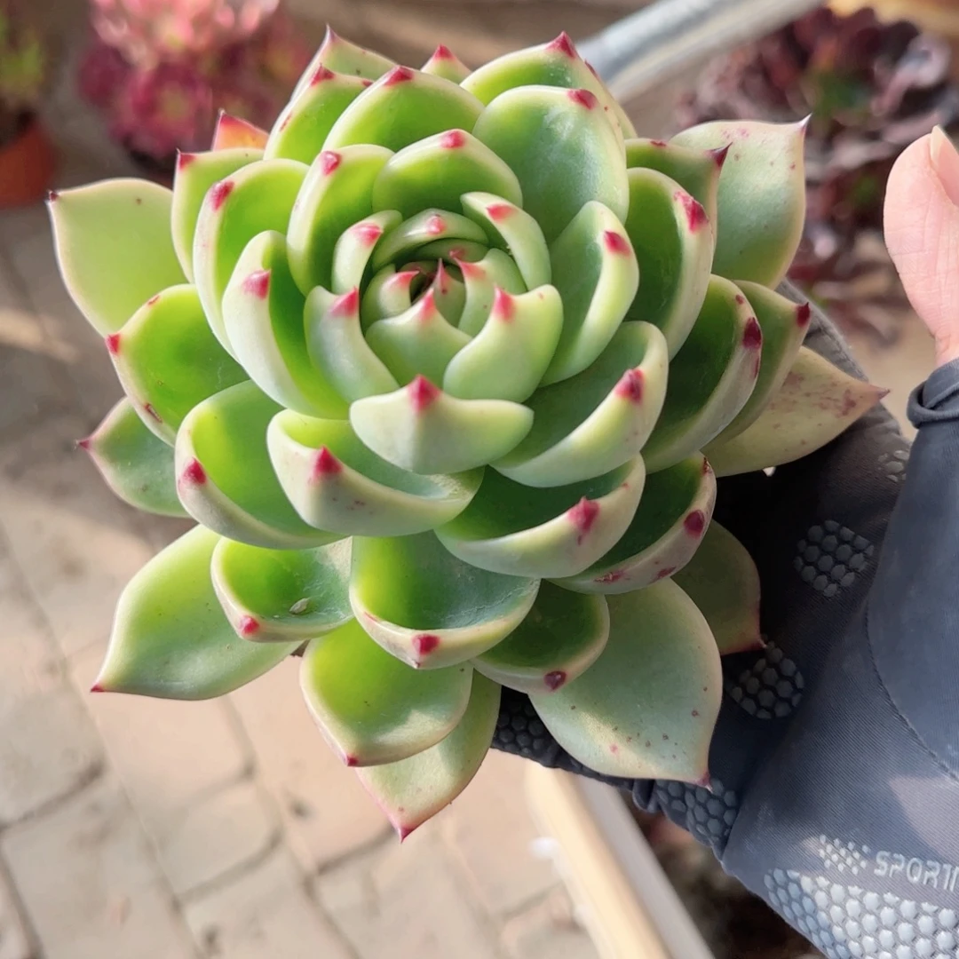 无花朵蓝龙大单头