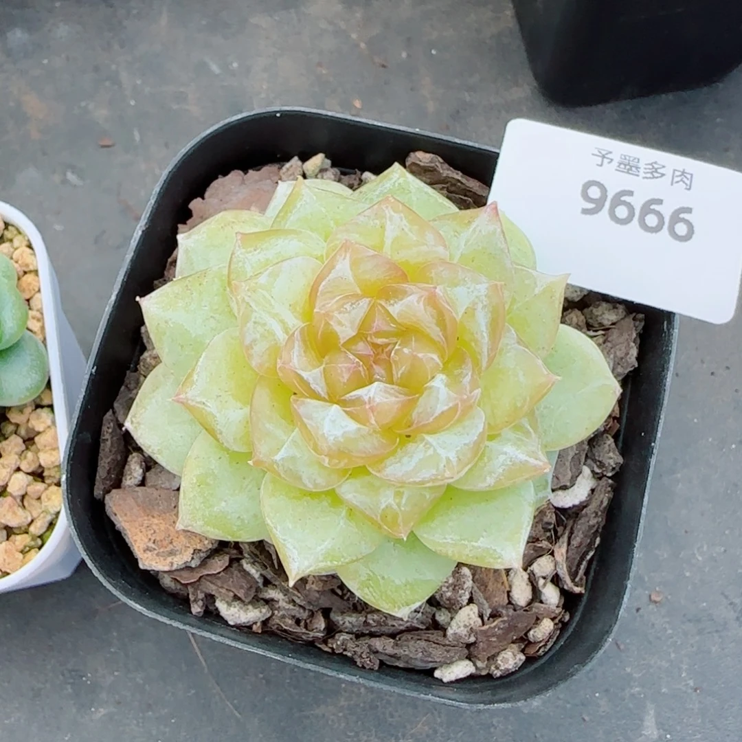 落日珍妮，9666多肉植物