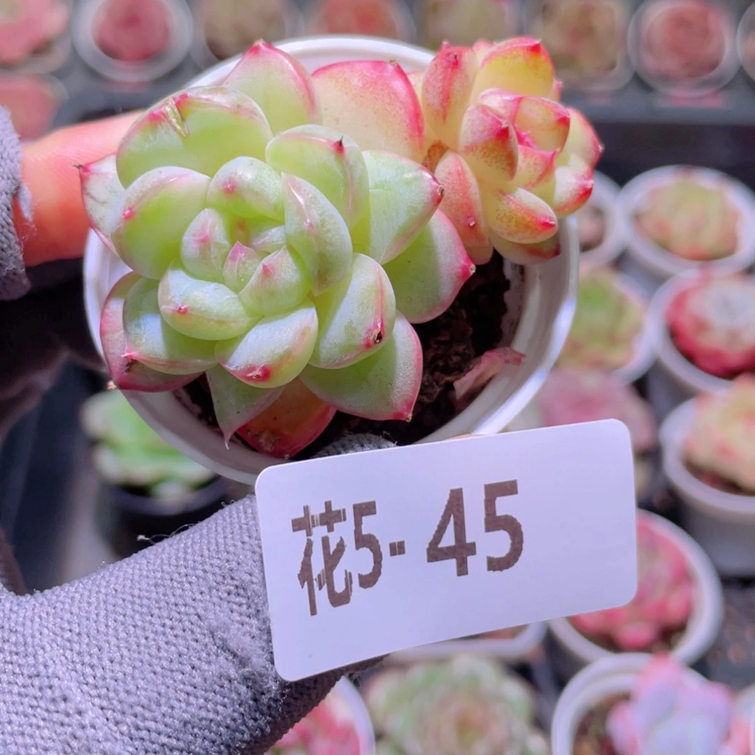 花利美 5-45珍妮朝露