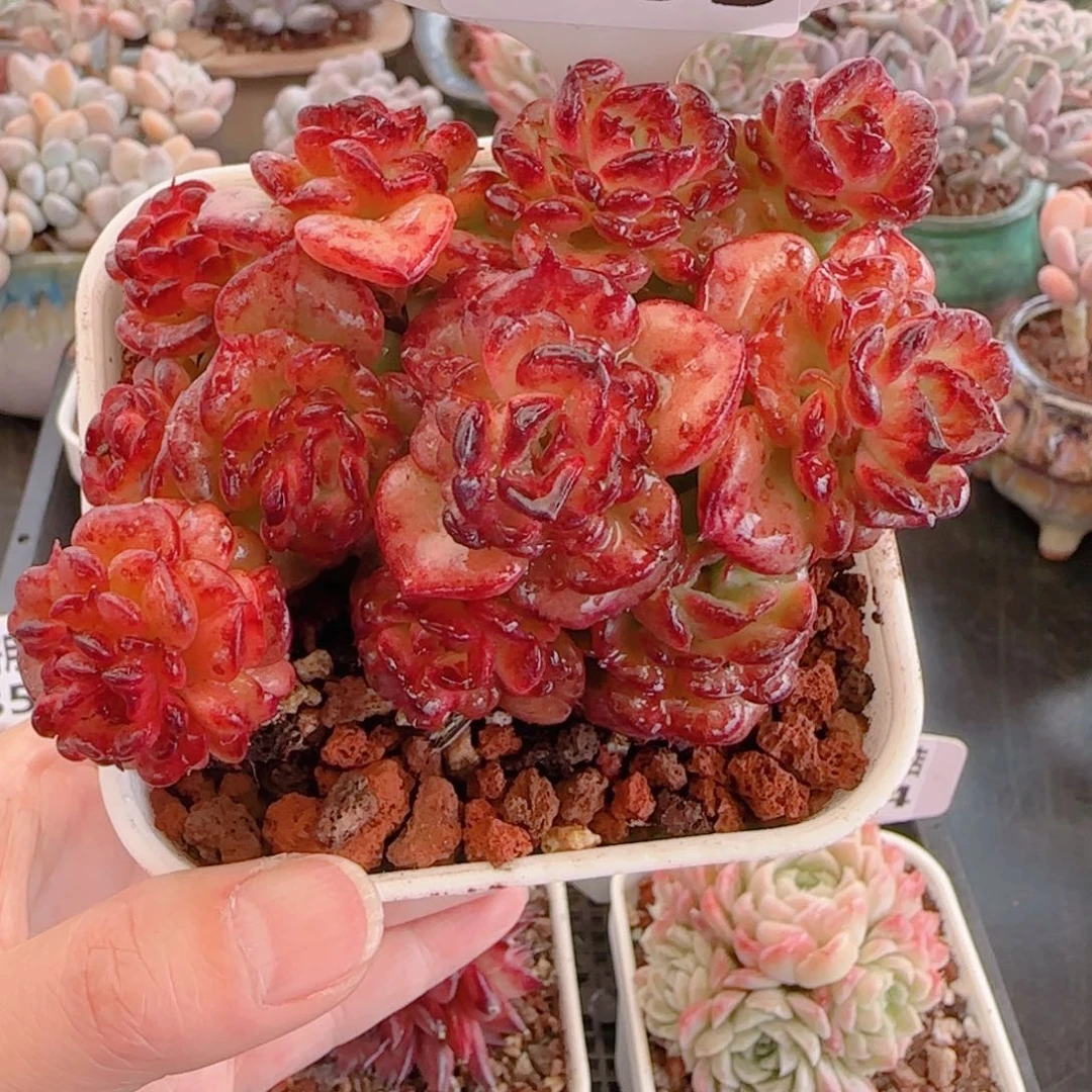 多肉植物8505…………..