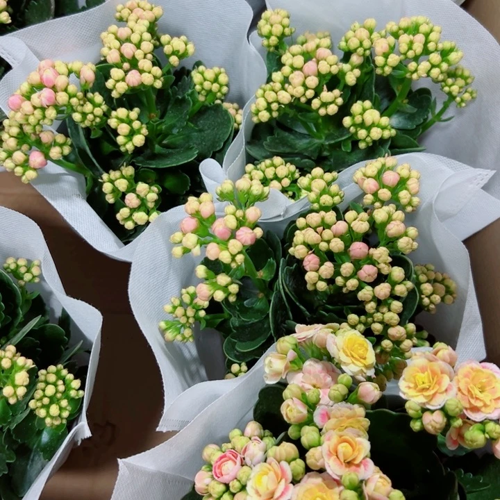 曲谱长寿花110口径一颗