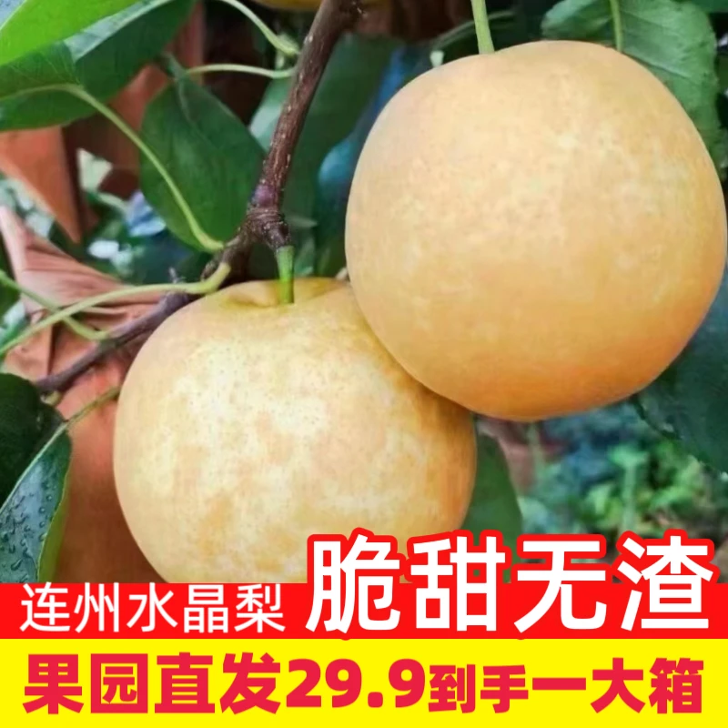 连州水晶梨高山种植水晶梨翠冠梨广东省内次日达