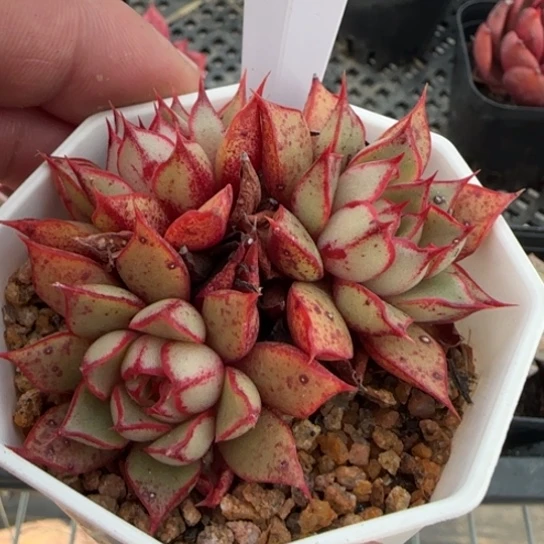 226血色浪漫一物一拍多肉