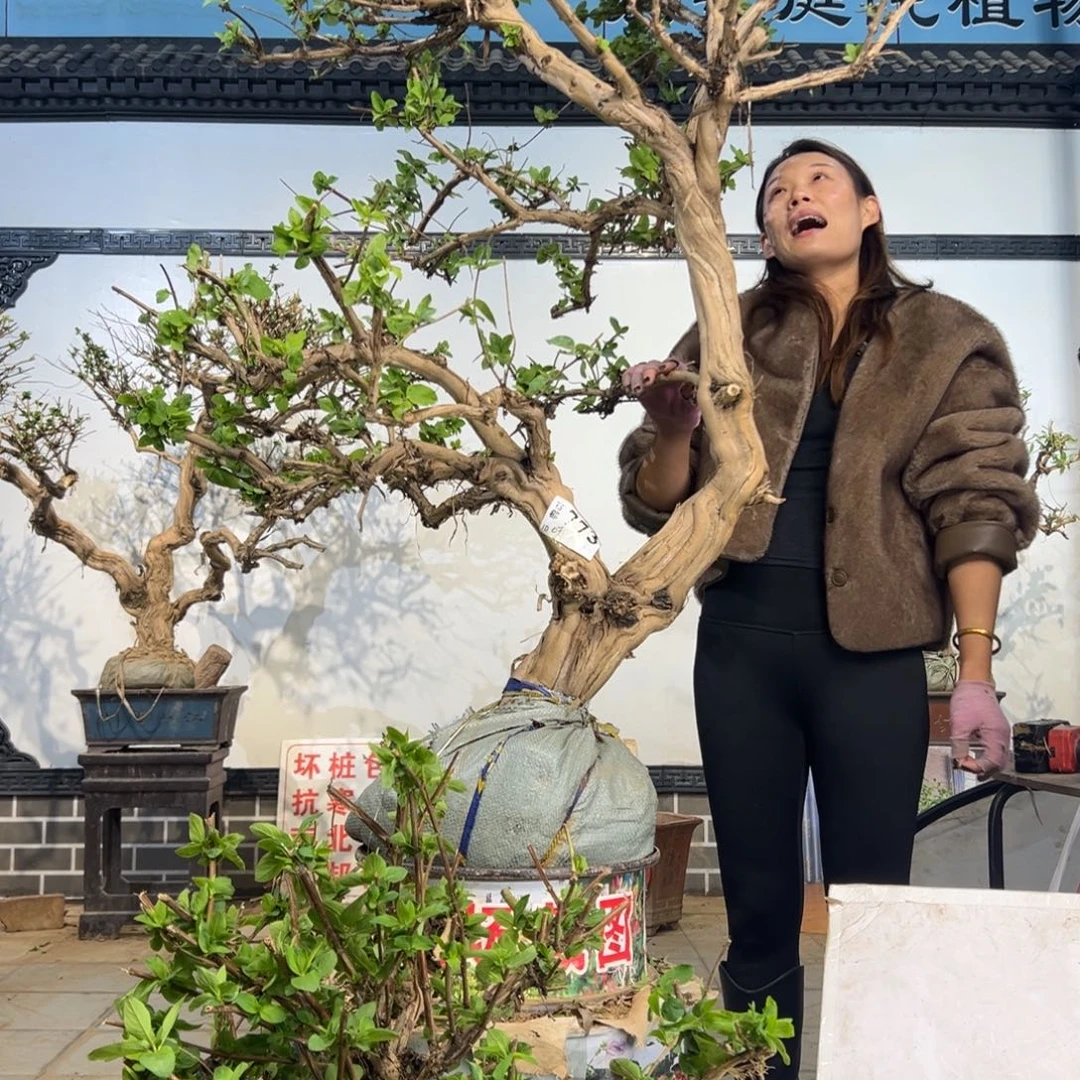 无花朵金银花8989898888888