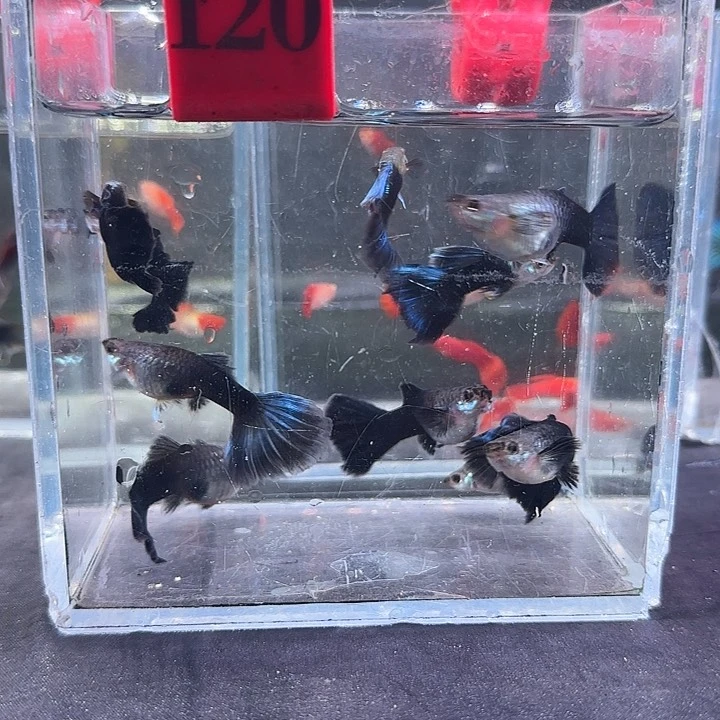 孔雀鱼奶****?120号10条，