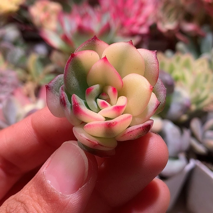 三文鱼侧芽半拉丝半腹轮
