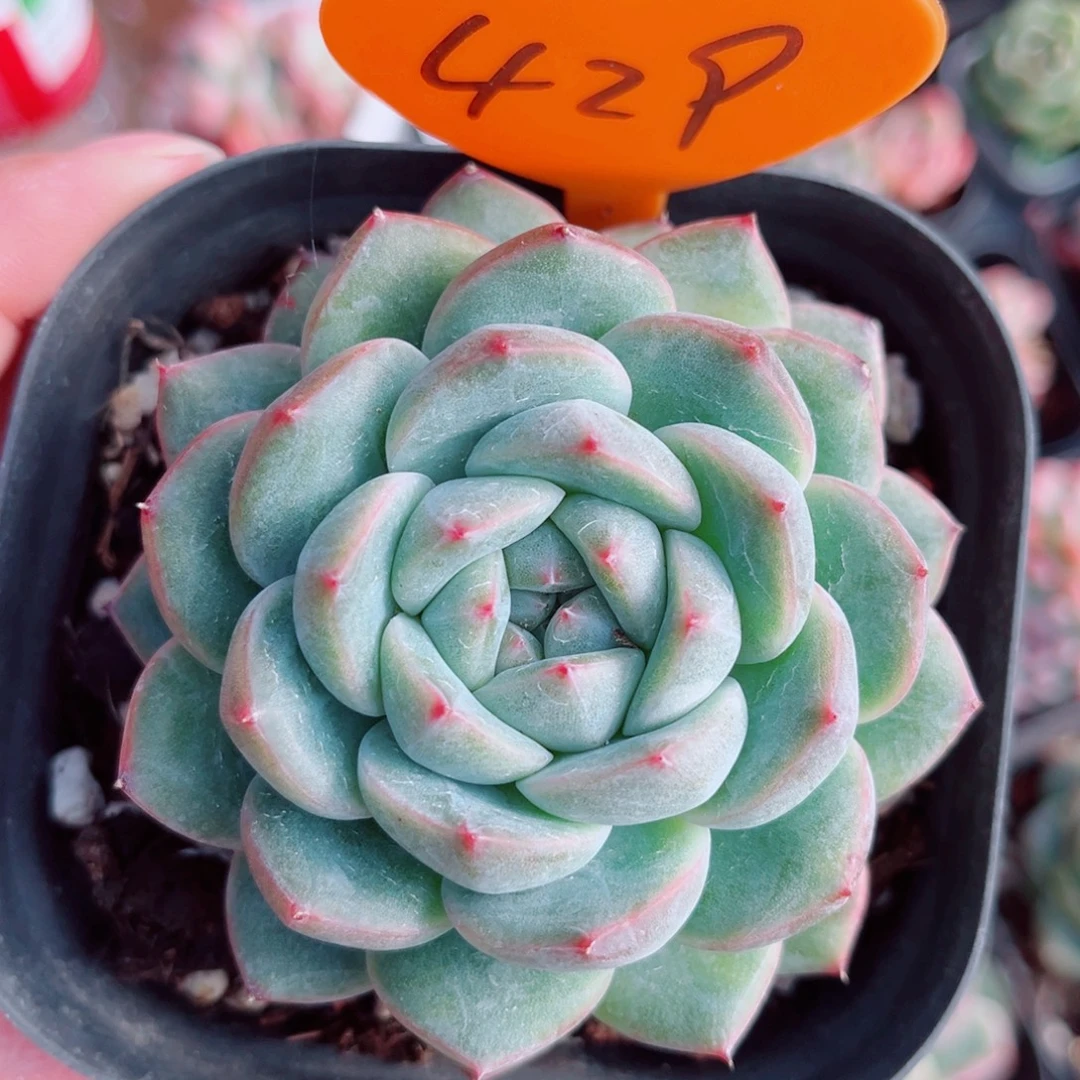 429号小老桩珍妮单头