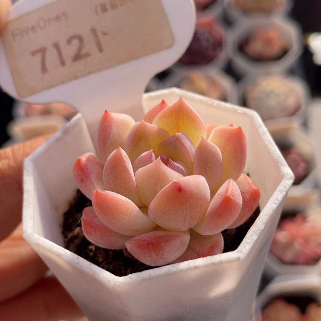 小美梦7121-3.6厘米