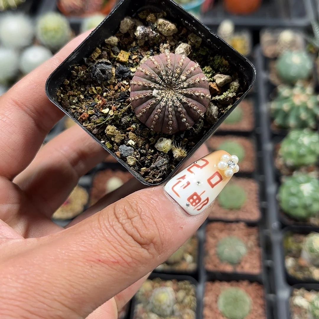 精品大型士童单头发货