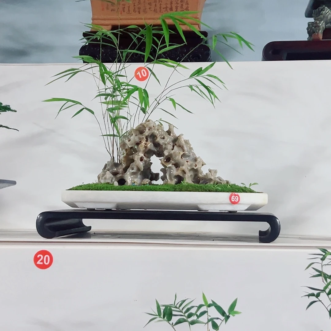 大***宝无花朵盆景，内门竹，玲珑石