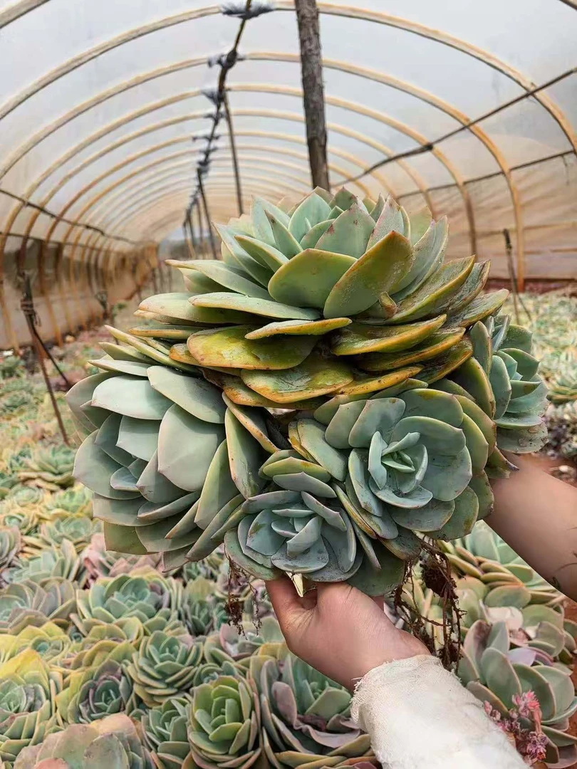 多头大白凤 精品多肉植物 新手好栽 好养 云南发货