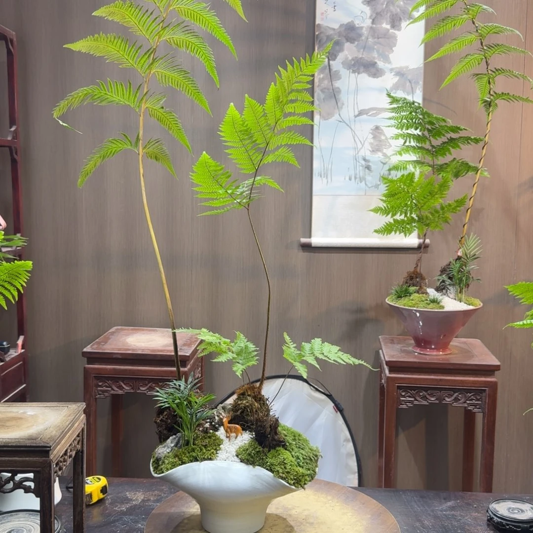 恒***器无花朵蕨类植物一物一拍