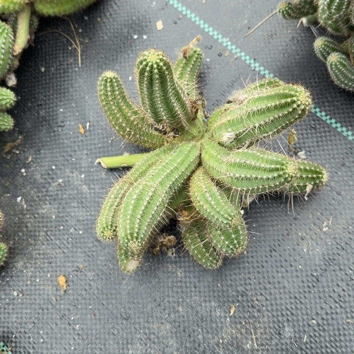 白檀仙人掌群生一群264