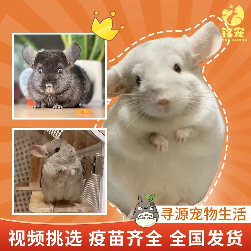 宠物龙猫家养龙猫小龙猫活物长毛龙猫幼体标灰银斑粉白紫灰