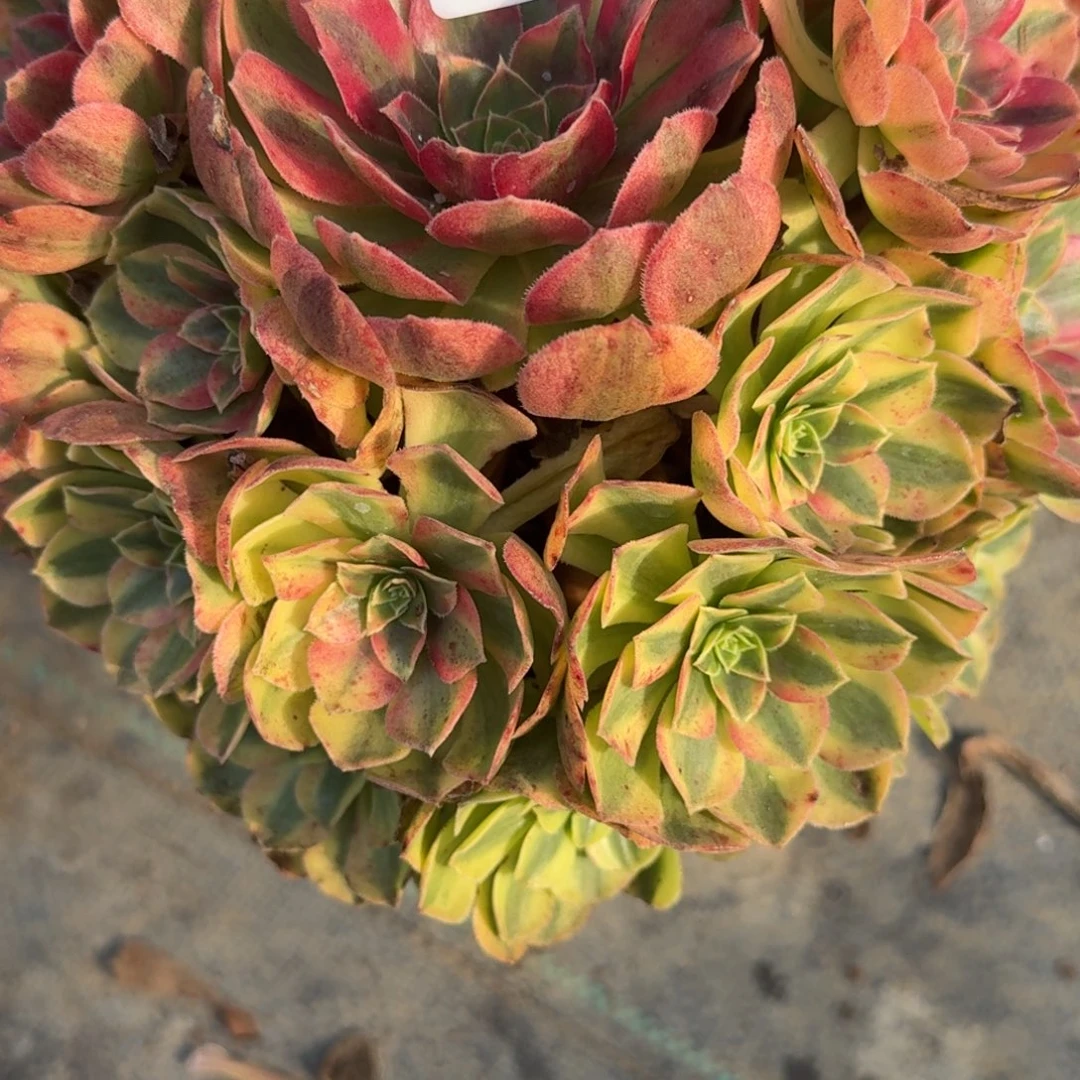 雨河多肉植物老庄495