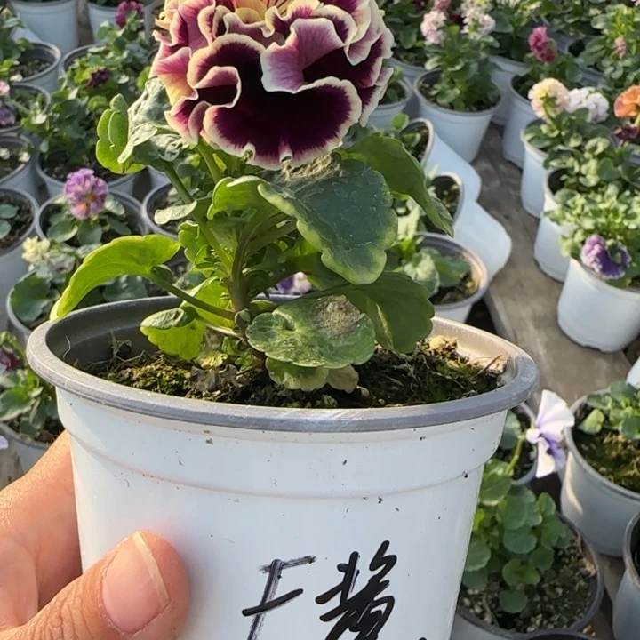 *****无花朵角堇小苗一物一拍