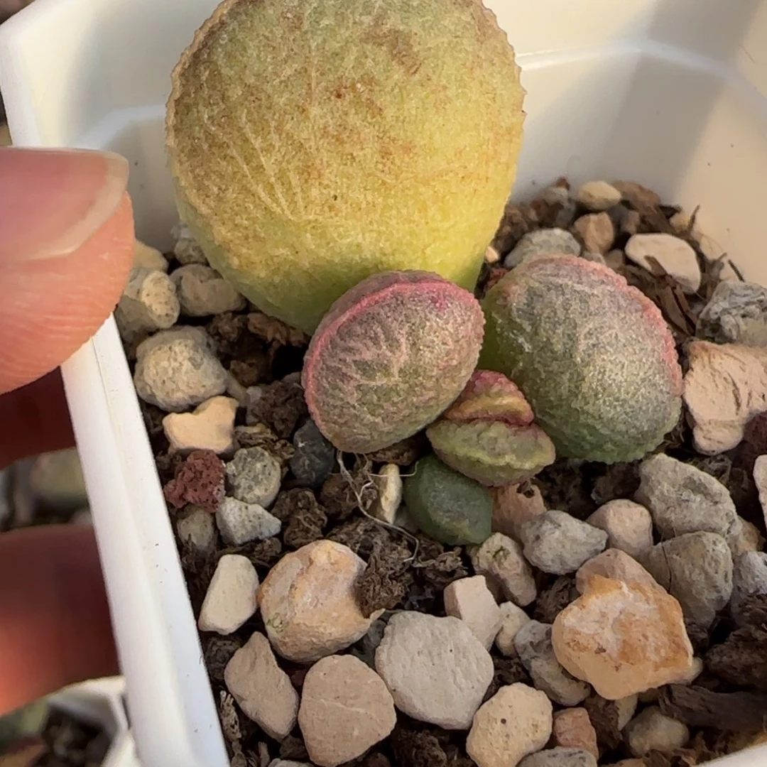 小云朵水泡多肉植物