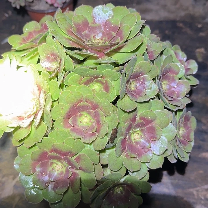 精品红心万圣节捧花亏本福利